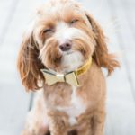 Concurso de perros sin raza ANAA (Istock)