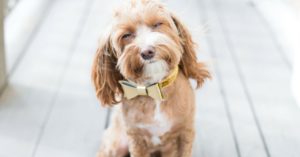 Concurso de perros sin raza ANAA (Istock)