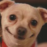 Concurso de las mascotas más divertidas del mundo (Istock)