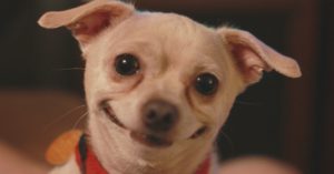 Concurso de las mascotas más divertidas del mundo (Istock)