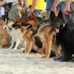 Concurso de obediencia (Istock)