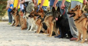 Concurso de obediencia (Istock)