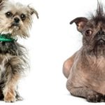 Concurso de los perros más feos del mundo (Istock)