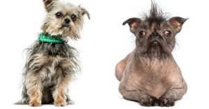 Concurso de los perros más feos del mundo (Istock)