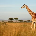 Las jirafas (Istock)