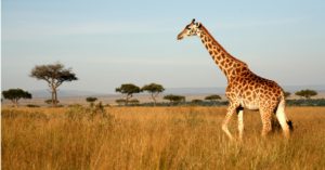 Las jirafas (Istock)