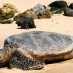 La tortuga caguama (Istock)