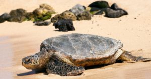 La tortuga caguama (Istock)