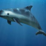 La vaquita marina (PNUMA)