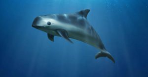 La vaquita marina (PNUMA)