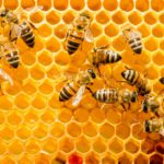 Las abejas (Istock)