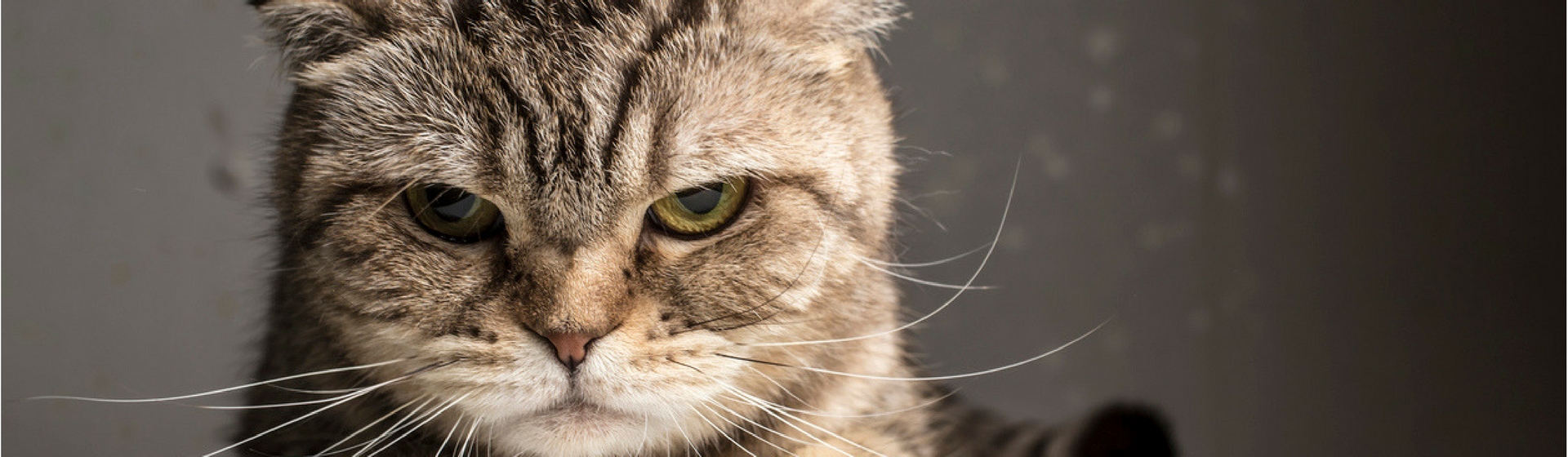 7 problemas que podrías detectar según la nariz de tu gato (Istock)