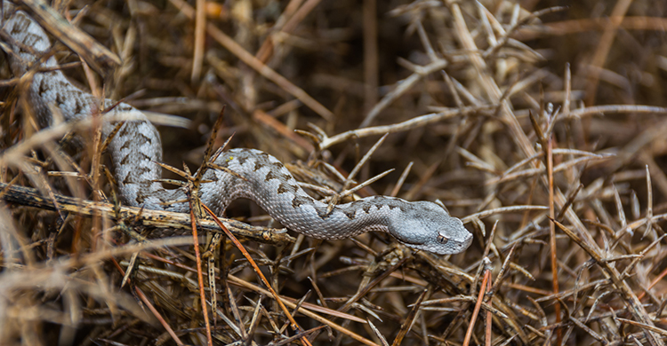 Algunas pueden ser más peligrosas que otras (iStock)