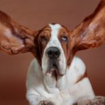El Basset Hound (Istock)