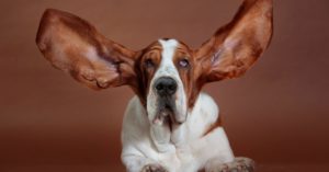 El Basset Hound (Istock)