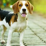 El Beagle (Istock)