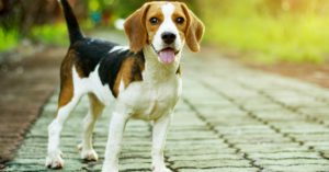 El Beagle (Istock)