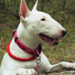 El Bull terrier (Istock)