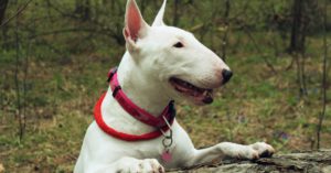 El Bull terrier (Istock)