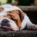 El Bulldog (Istock)