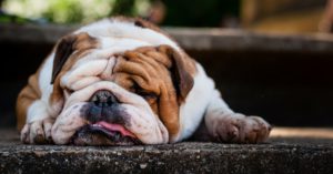 El Bulldog (Istock)