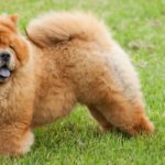 El Chow chow (Istock)