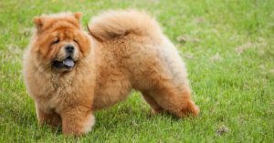 El Chow chow (Istock)