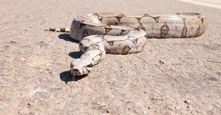 Con algunas serpientes hay que tener especial cuidado pero tampoco es probable que te coman (iStock)