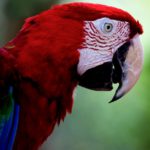 Diferencian entre ser zurdos o diestros (Istock)