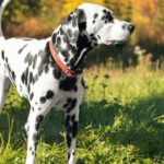 El Dálmata (Istock)