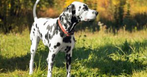 El Dálmata (Istock)