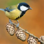 El herrerillo (Istock)