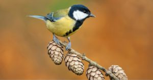 El herrerillo (Istock)