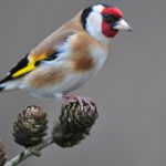 El jilguero (Istock)