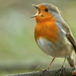 El petirrojo (Istock)