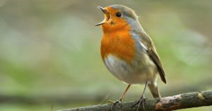 El petirrojo (Istock)