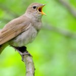 El ruiseñor (Istock)