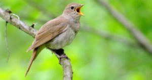 El ruiseñor (Istock)