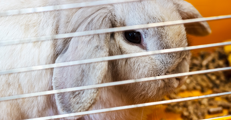 Es importante que estén tranquilos (iStock)