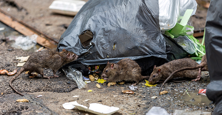 Están en constante contacto con basuras (iStock)