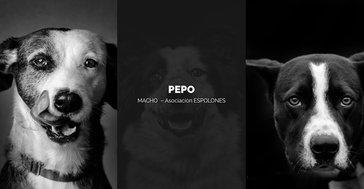 Estos son algunos de los perros que puedes adoptar (Página Refugiadogs)