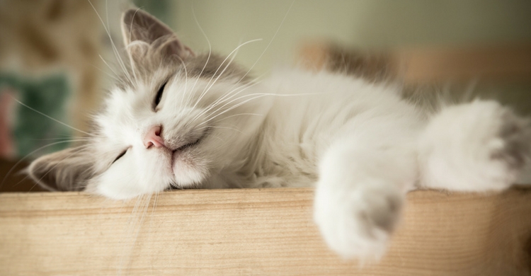 Si dudas, consulta con tu veterinario (Istock)