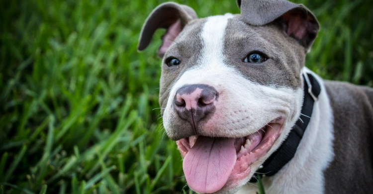 No son tan agresivos como quieren que pensemos (Istock)