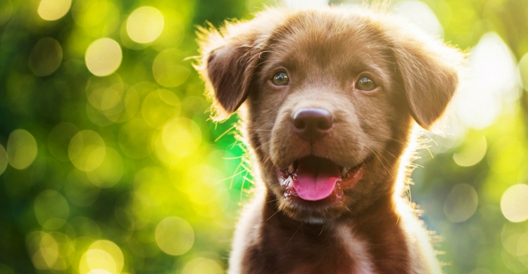 Tendrán que analizar su árbol genealógico (Istock)