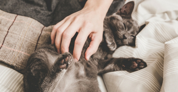 Los gatos tienen otros mecanismos para expulsar el sudor (Istock)