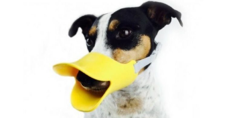 Bozal de pato (Animal City)