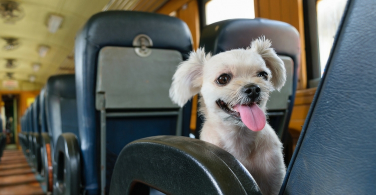 Viajar con tu mascota no es tan caro como parece (Istock)