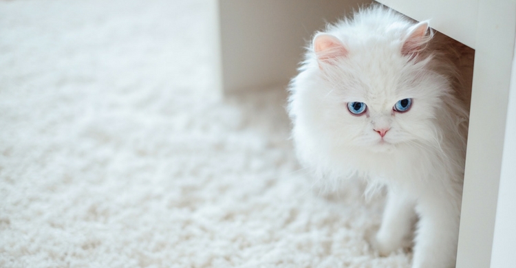 Los gatos sí sudan (Istock)