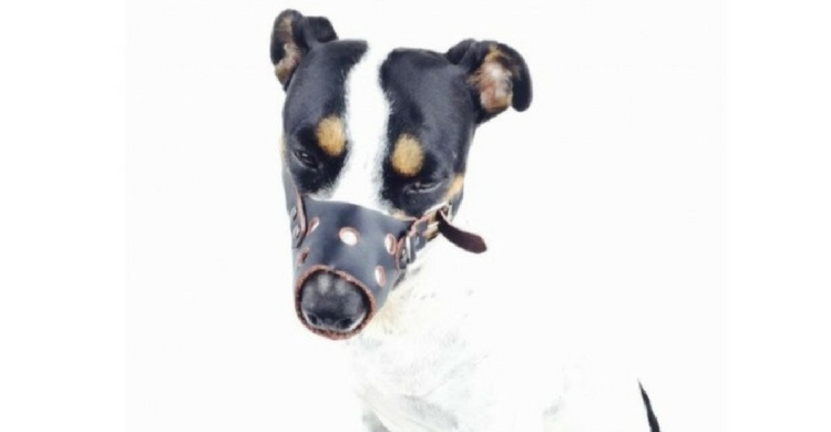 Bozal para perros de cuero de animal city