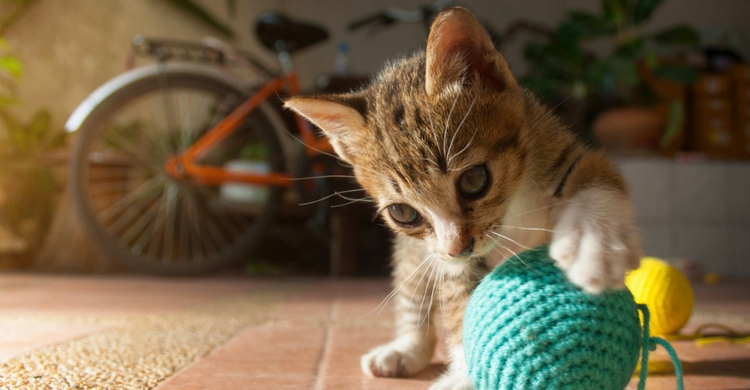 Piensa con detenimiento el nombre de tu gato (Istock)